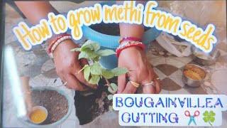 How to grow methi from seeds 💚🌿Bougainville cutting ✂️ [upl. by Aneej332]