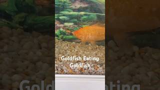 My goldfish would eat your fish fish goldfish short aquarium [upl. by Lyj]