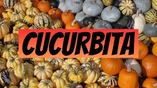 Cucurbita [upl. by Brien]