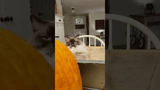 Well hello there Pumpkin 🎃Ragdolls cat Funnycats pumpkin [upl. by Sellma]