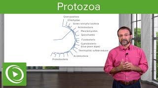 Protozoa Definition amp Types of Microbes – Microbiology  Lecturio [upl. by Llenrub]