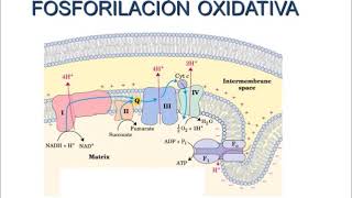 Bioquímica metabólica 11Metabolismo glúcidos 8Cadena respiratoria 2 [upl. by Jauch]