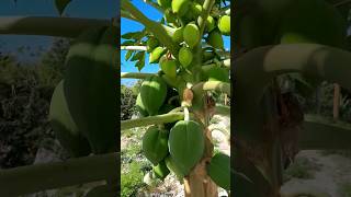 Papayas for days youtubeshorts short farming food home viral kitchen diy asmr trending [upl. by Gorton]