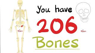 Lets Count the 206 Bones of the Human Skeleton  Biology Anatomy and Physiology [upl. by Siramay]