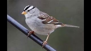 LISTEN TO Beautiful 😍 Sounds Of WHITE Crowned Sparrow Singing Enjoying LIFE While Birds So Busy [upl. by Edahsalof]