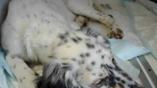 Alfie English Setter with dyspnoea due to lungworm infection [upl. by Godwin477]