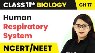 Class 11 Biology Chapter 17  Human Respiratory System  Breathing and Exchange of Gases [upl. by Harberd]