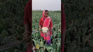 Cauliflower cutting Vlog villagelife cauliflower farming shorts [upl. by Finer449]