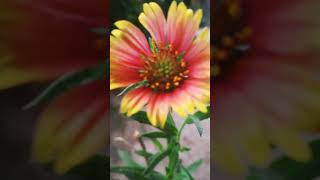 gaillardia Blanket Flower [upl. by Gehlbach]