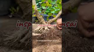 Cutting root kereaktipchannel bonsai inspirasibonsai shortvideo shorts [upl. by Irak]