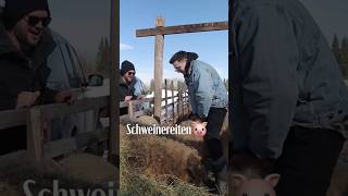 Schweinereiten 🐷 russland russia landwirtschaft landwirt bauer ranch ranchlife [upl. by Guillema]