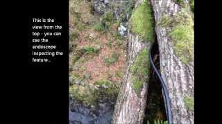 A common pipistrelle tree roost in Cumbria [upl. by Ellis]