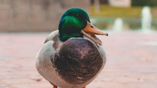 Zen Duck Relaxing and Swimming Peacefullyquot 🦆💦 [upl. by Zea]