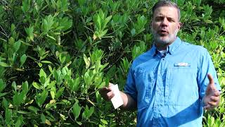 Anise tree Illicium spp  Plant Identification [upl. by Arihsan]