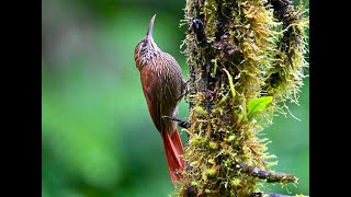 Montane Woodcreeper 山爬木雀 [upl. by Emmet140]