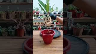 RepottingReplanting Anthurium foliage plantingtips happygardening [upl. by Emmit]