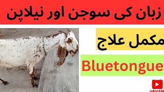 Bluetongue disease  Tongue swelling in goat  sheep  cattle  buffalo  camel  Dr Muhammad Saif [upl. by Reseta575]