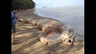 Dead baleen whale finally removed from Agat shores [upl. by Esiuqram]