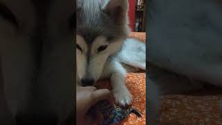 minivlog huskyplaying musicgenre husky huskydoglovers musicsong [upl. by Oijres]