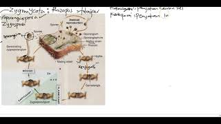 Reproduksi Zygomycota [upl. by Aleras176]