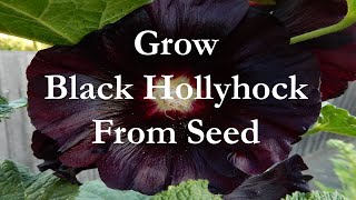 How to Save Hollyhock Seeds savingseeds [upl. by Asetal870]