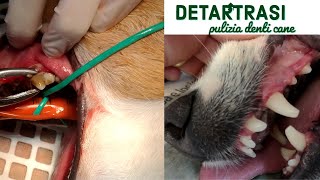 Pulizia dei denti😬 del cane la detartrasi [upl. by Attiuqram]