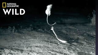 Ninja Rats’ Evade Rattlesnake Attacks  Nat Geo Wild [upl. by Ajuna248]