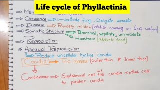 Life cycle of phyllactiniaStructureCharacteristicsReproduction fungi [upl. by Fernandez350]