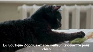 La boutique Zooplus et son meilleur croquette pour chien [upl. by Thapa25]