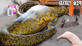 What Did I Feed My Giant Anaconda [upl. by Neu]