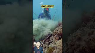 Giant lobster divinglife fishing lobstering underwater shorts shortvideo trending [upl. by Oicor823]