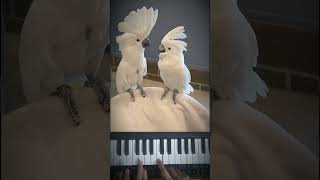 cockatoos dancing on Kesariya piano🦜💗🦜 [upl. by Warwick]