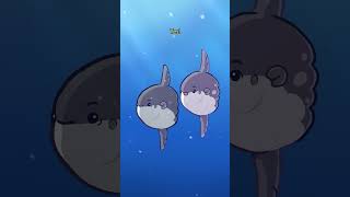 Ocean Sunfish 0 🌕🐡 animation original cartoon [upl. by Anaiek]