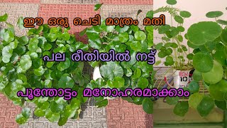 pennywort plant  hydrocotyle verticillata umbrella plant care  happy vlogs with geetha [upl. by Aliel]