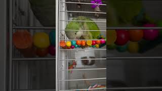 Peek A Boo And Bacon Pancakes cute birds pets parrot funny [upl. by Neersan]