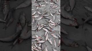 Raining Fish in Honduras 🌧️🐟shorts facts trending [upl. by Artenal861]