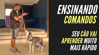 COMO ENSINAR COMANDOS PARA SEU CÃƒO APRENDER MAIS RÃPIDO [upl. by Robet]