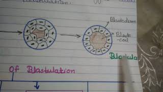 BlastulationTypes of Blastulation [upl. by Nowd503]