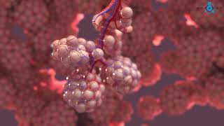 Alveoli 3D Medical Animation [upl. by Leola]