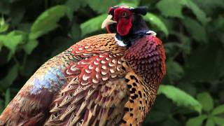 Ring Necked Pheasant [upl. by Regine7]