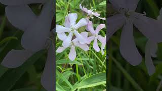 Мильнянка лікарська Saponaria officinalis або собаче мило nature [upl. by Struve]