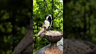 A rare bird is eating in a small bowl waterbird wildlife waterbirds waterfowl nature [upl. by Ydnarb340]