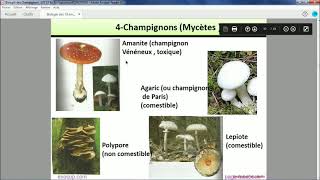 Les thallophytes  Les champignons [upl. by Matejka]