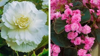 How to Plant Double Begonias Summer Garden Guide [upl. by Dang]