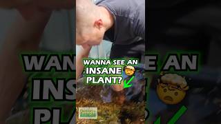 Wanna See An Insane 🤯 Plant EUSTRALIS STELLATA Aquarium Plant For Sale [upl. by Enirroc]