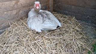 Broody goose almost snaps my face off [upl. by Merdith195]