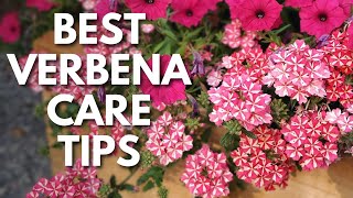 Verbena Lovers Grow Bigger Healthier Plants with These Tips 😉 [upl. by Ennirac14]