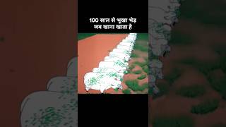 100 साल से भूखा भेड़ जब खाना खाता है 😂। Funny cartoon funny explanation memes [upl. by Rehpinej]