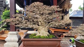 Partisipasi Piala Presiden Republik Indonesia Bonsai amp Suiseki Surabaya 2024 Mr Pak Kadek [upl. by Nairim]