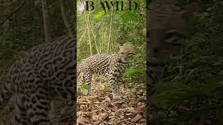 ocelot ocelote guatemala bwild [upl. by Jaymee]